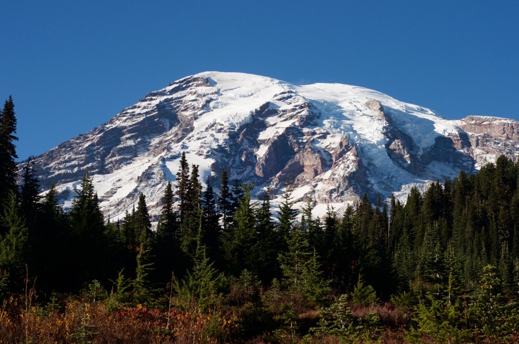 a snowcapped Tahoma against a pristine blue sky amid green fir trees and deciduous plants turning for the fall