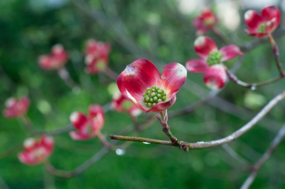 Red and white dogwood blossoms against a verdant background.