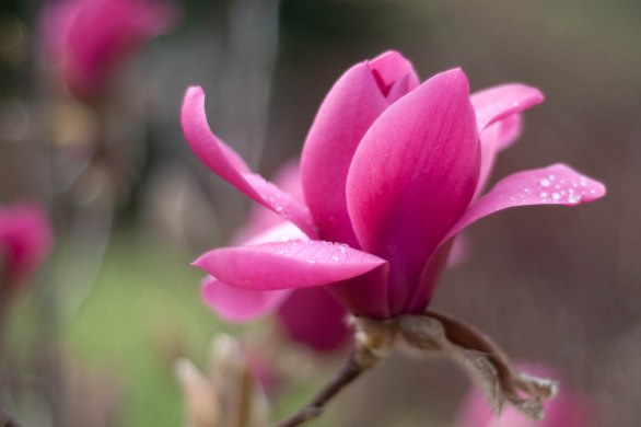 large dark pink magnolia blossom, its petals flopping open