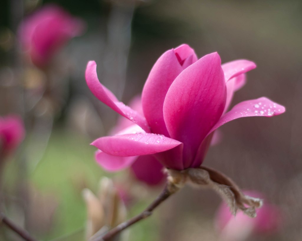 large dark pink magnolia blossom, its petals flopping open