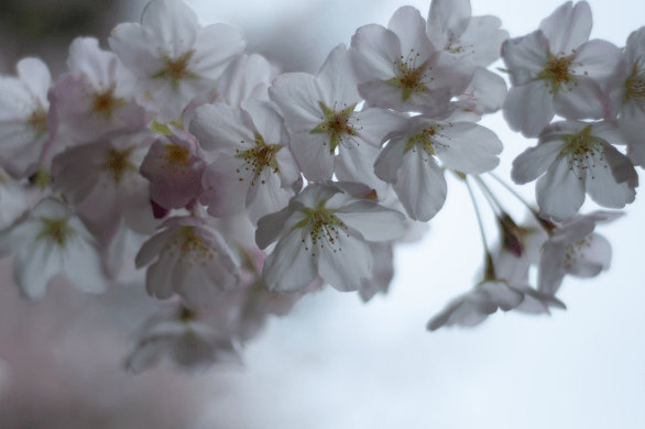 soft white apple blossoms clustered together