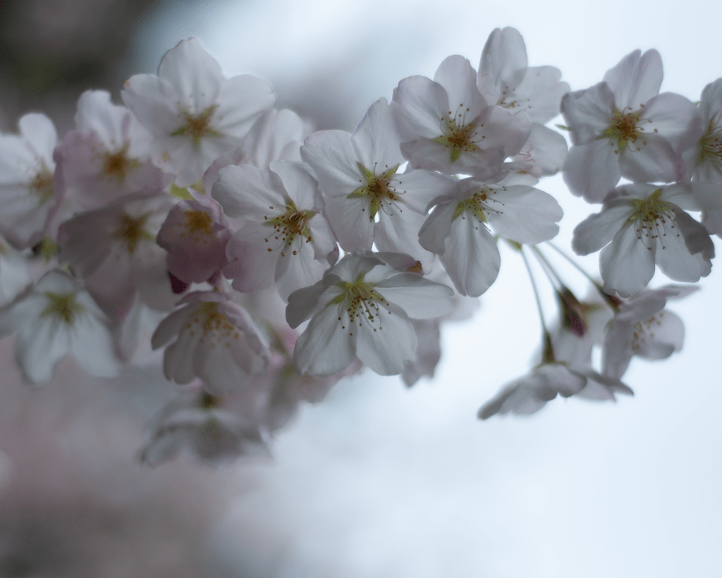 soft white apple blossoms clustered together