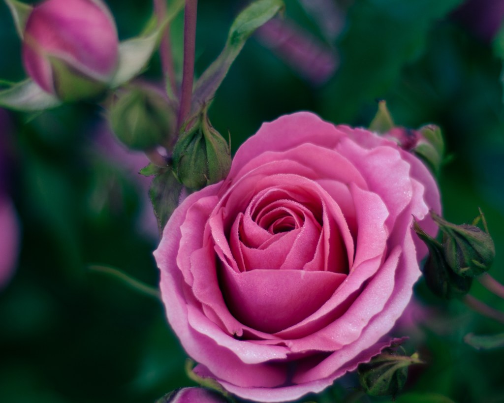 dark pink rose