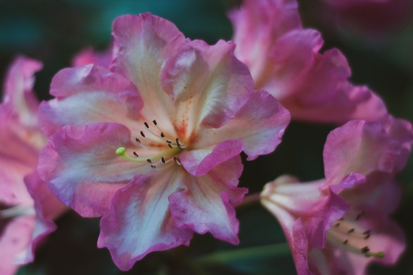 Close up photo of a pink and white cluster of rhody blooms.