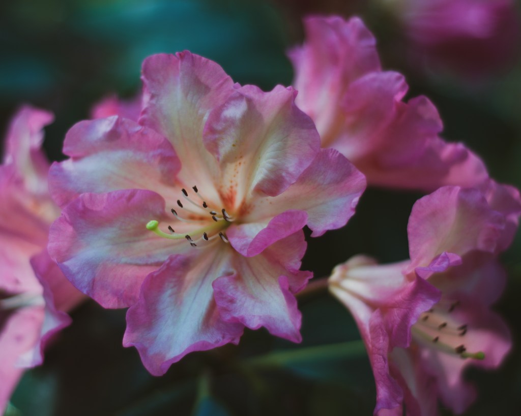 Close up photo of a pink and white cluster of rhody blooms.