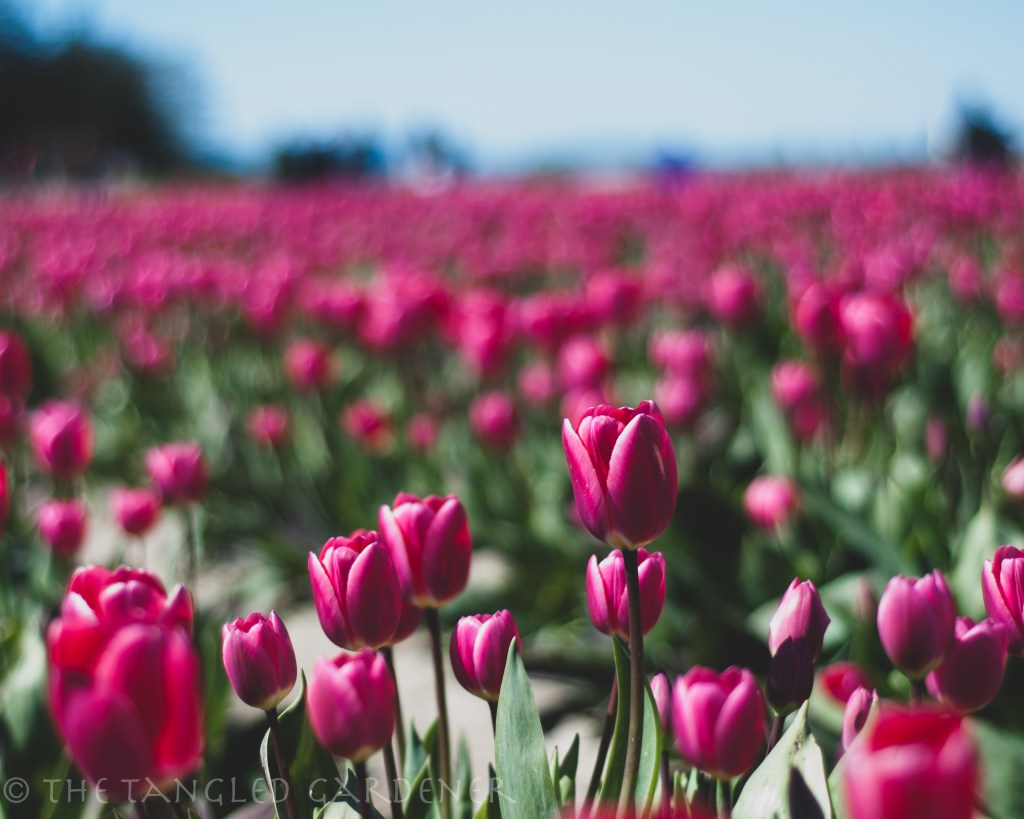 field of pink tulips