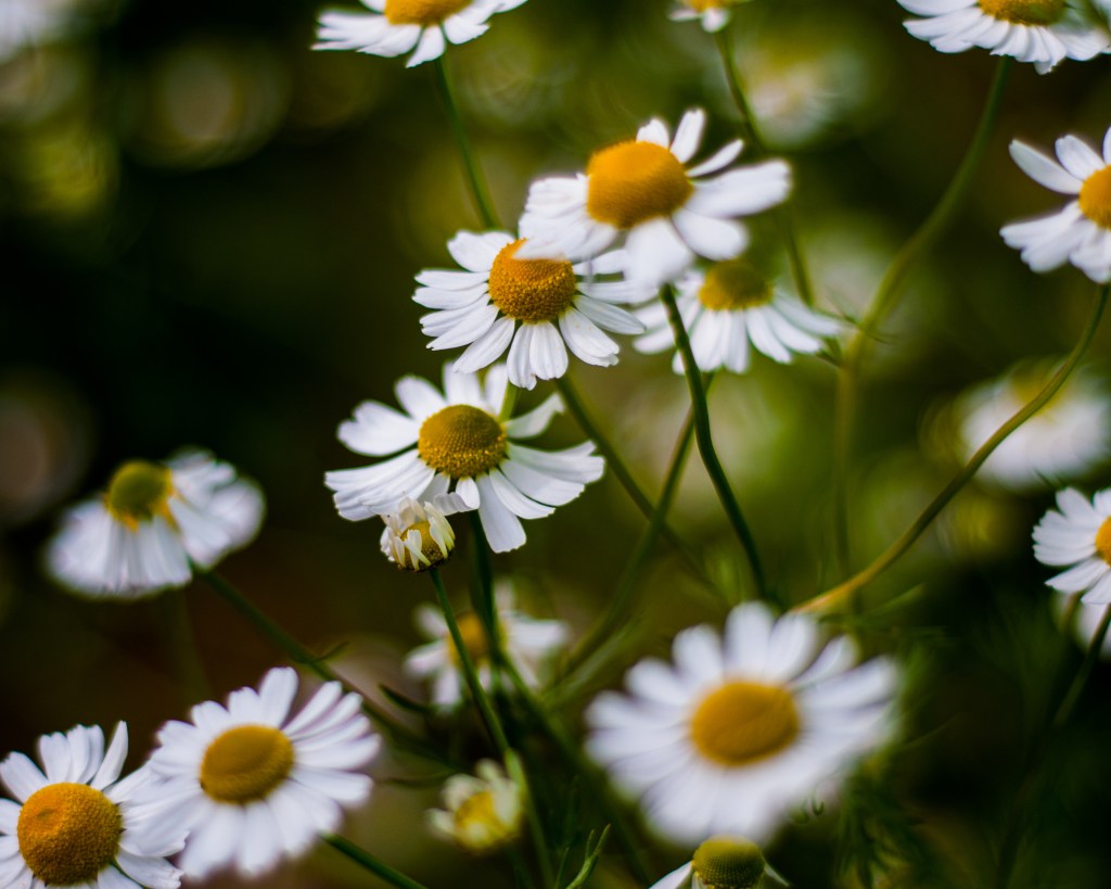 close up of little white chamomile flowers before they were mercilessly dried and made into a lovely cup of tea.