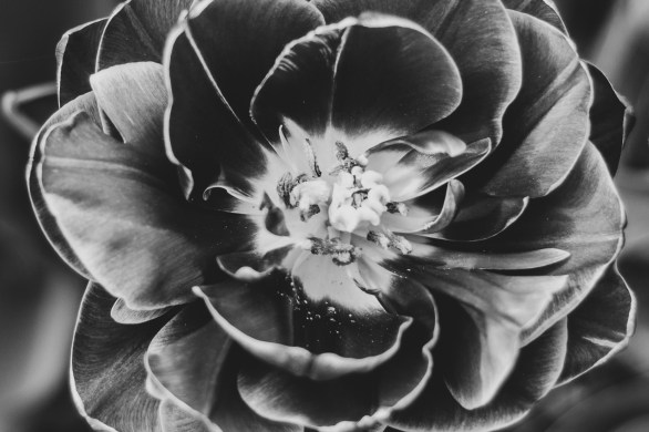 black and white photo of a tulip that’s seen better days, but is still hanging on.