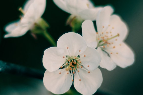 up close photo of white sour cherry clossoms
