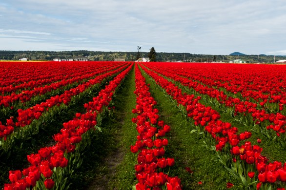 long straight rows of bright red tulips.